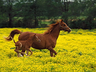 two brown horses on green grass field